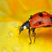 2011 (3) MARCH Seven-Spot Ladybird 